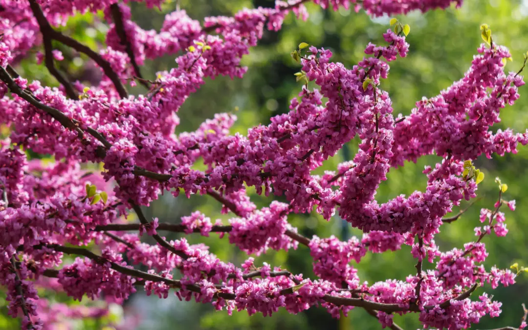 Transform Your Outdoor Oasis with the Best Native Plants for San Antonio